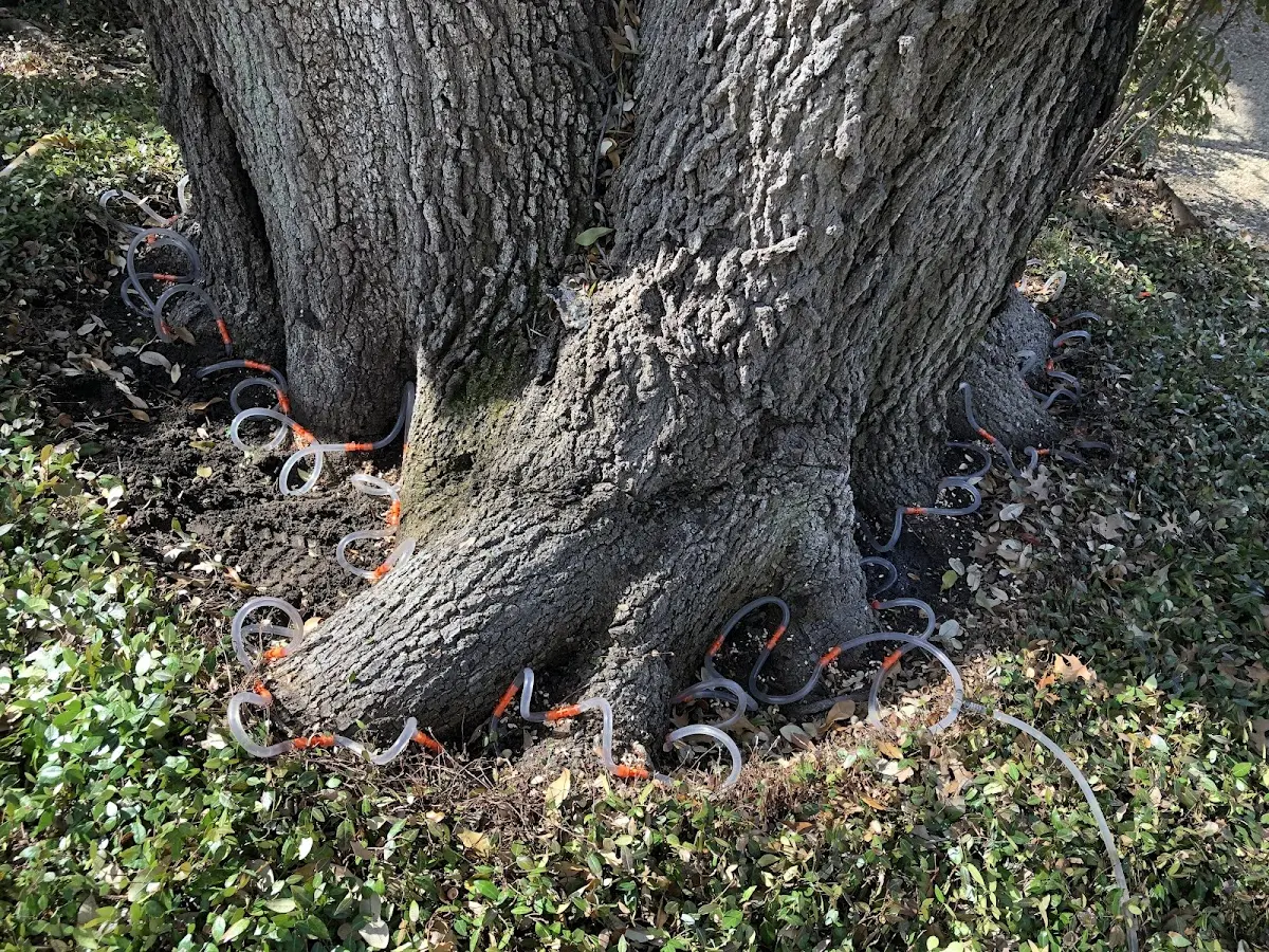 Detailed Tree Cabling and Bracing job site in Hooksett